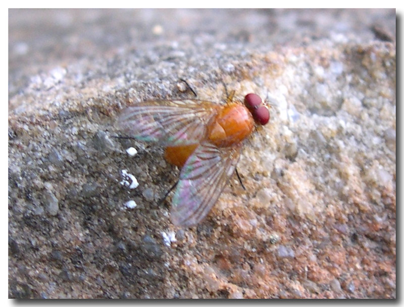 Un dittero per Sarah (Phaonia pallida)